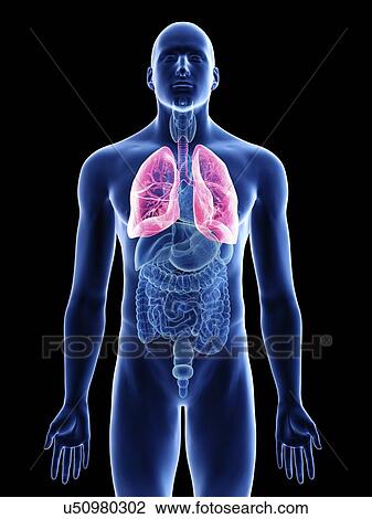 Stock Image - Illustration of a man's lung.. Fotosearch