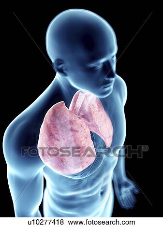 Stock Photo - Illustration of a man's lung.. Fotosearch