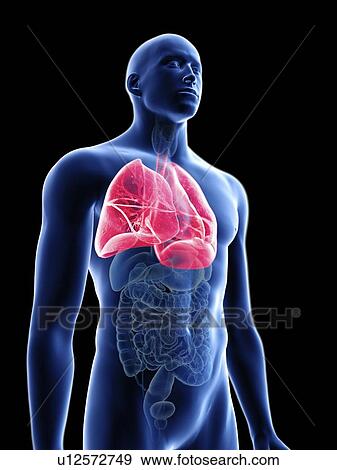 Stock Photo - Illustration of a man's lung.. Fotosearch