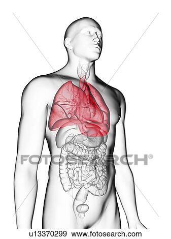 Stock Photo - Illustration of a man's lung.. Fotosearch