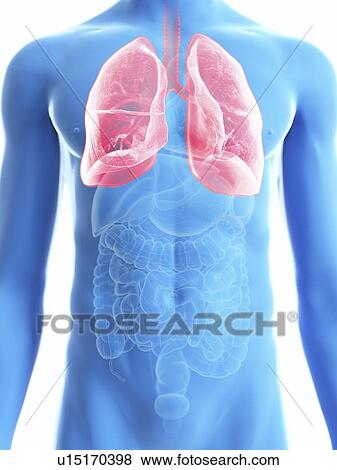 Stock Photo - Illustration of a man's lung.. Fotosearch