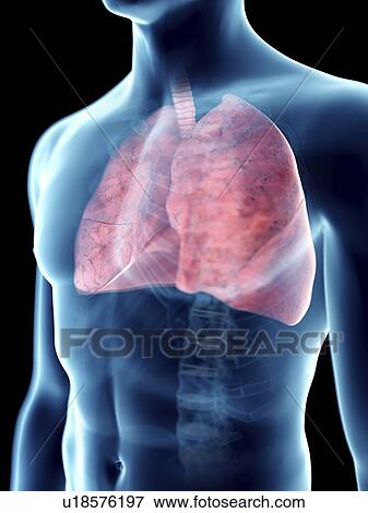 Illustration of a man's lung. View Large Photo Image Stock Photo - Illustration of a man's lung.. Fotosearch