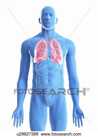 Stock Photo - Illustration of a man's lung.. Fotosearch