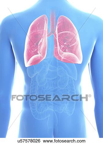 Stock Photograph - Illustration of a man's lung.. Fotosearch