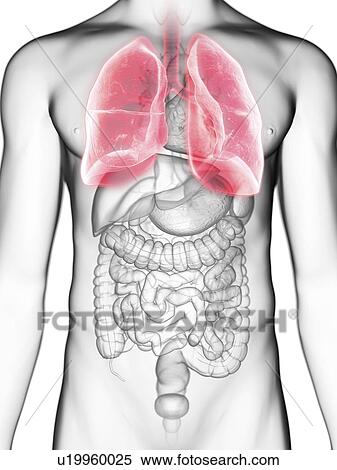 Stock Photography - Illustration of a man's lung.. Fotosearch