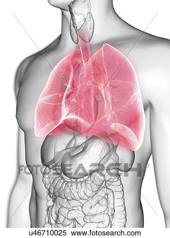 Stock Photography - Illustration of a man's lung.. Fotosearch