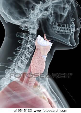 Stock Image - Illustration of a man's neck anatomy.. Fotosearch