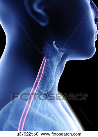 Stock Image - Illustration of a man's oesophagus.. Fotosearch