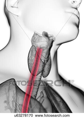 Illustration of a man's oesophagus. View Large Photo Image Stock Image - Illustration of a man's oesophagus.. Fotosearch