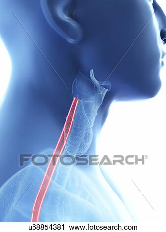 Illustration of a man's oesophagus. View Large Photo Image Stock Image - Illustration of a man's oesophagus.. Fotosearch