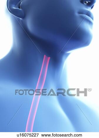 Stock Photo - Illustration of a man's oesophagus.. Fotosearch