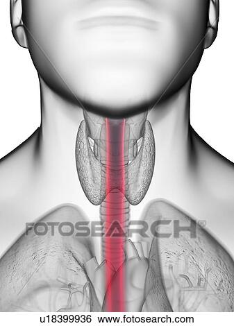 Illustration of a man's oesophagus. View Large Photo Image Stock Photograph - Illustration of a man's oesophagus.. Fotosearch