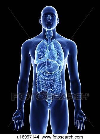 Illustration of a man's organs. View Large Photo Image Picture - Illustration of a man's organs.. Fotosearch