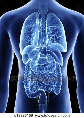 Stock Photo - Illustration of a man's organs.. Fotosearch