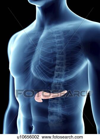 Stock Image - Illustration of a man's pancreas.. Fotosearch
