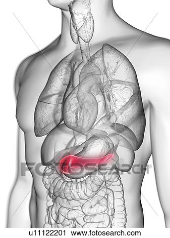Stock Image - Illustration of a man's pancreas.. Fotosearch