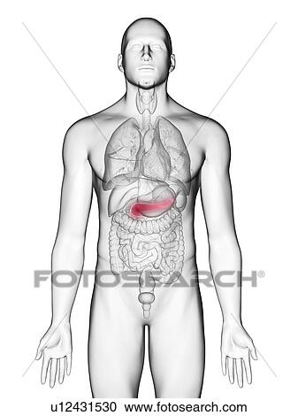 Illustration of a man's pancreas. View Large Photo Image Stock Image - Illustration of a man's pancreas.. Fotosearch