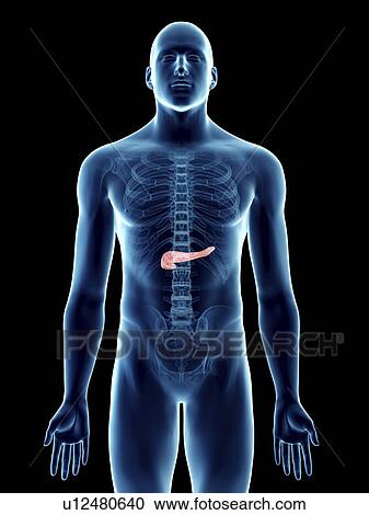 Stock Image - Illustration of a man's pancreas.. Fotosearch
