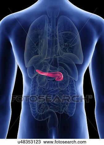 Illustration of a man's pancreas. View Large Photo Image Stock Image - Illustration of a man's pancreas.. Fotosearch