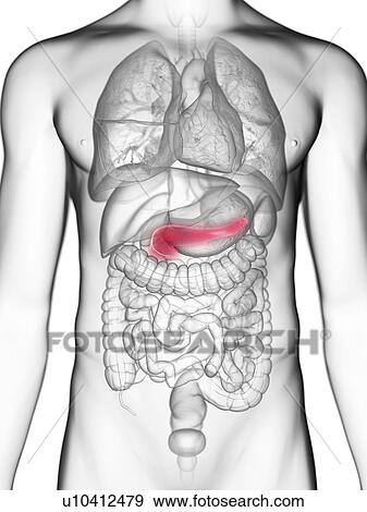 Stock Photo - Illustration of a man's pancreas.. Fotosearch
