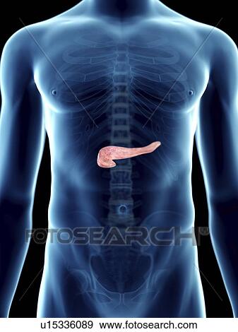 Illustration of a man's pancreas. View Large Photo Image Stock Photo - Illustration of a man's pancreas.. Fotosearch