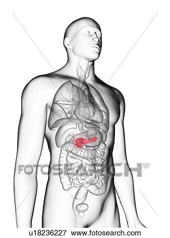 Stock Photo - Illustration of a man's pancreas.. Fotosearch