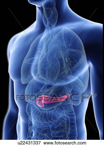 Stock Photo - Illustration of a man's pancreas.. Fotosearch