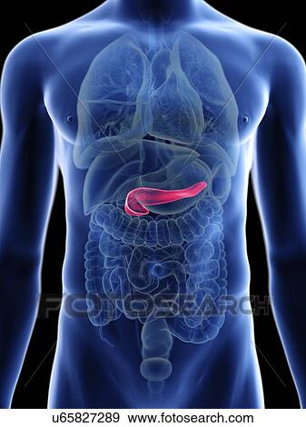 Stock Photo - Illustration of a man's pancreas.. Fotosearch