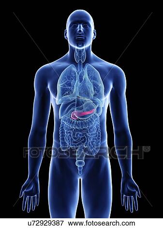 Illustration of a man's pancreas. View Large Photo Image Stock Photo - Illustration of a man's pancreas.. Fotosearch