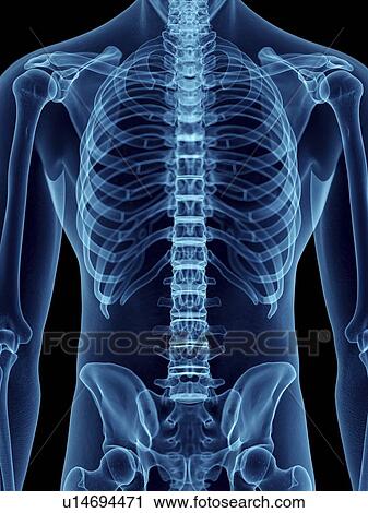 Illustration of a man's skeletal back. View Large Photo Image Stock Image - Illustration of a man's skeletal back.. Fotosearch
