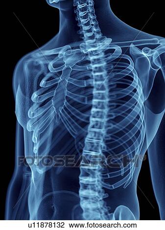 Stock Image - Illustration of a man's skeletal thorax.. Fotosearch