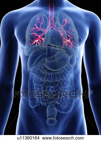 Illustration of a man's small intestine. View Large Photo Image Picture - Illustration of a man's small intestine.. Fotosearch