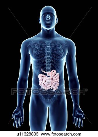 Illustration of a man's small intestine. View Large Photo Image Stock Image - Illustration of a man's small intestine.. Fotosearch