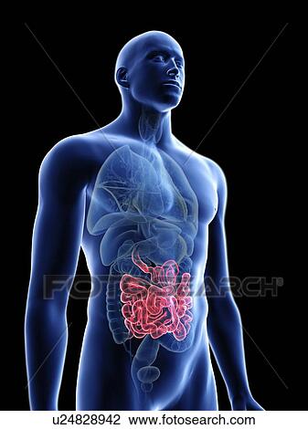 Illustration of a man's small intestine. View Large Photo Image Stock Image - Illustration of a man's small intestine.. Fotosearch