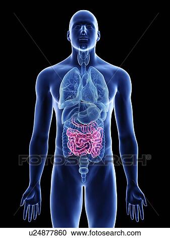 Stock Image - Illustration of a man's small intestine.. Fotosearch