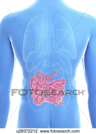 Illustration of a man's small intestine. View Large Photo Image Stock Image - Illustration of a man's small intestine.. Fotosearch