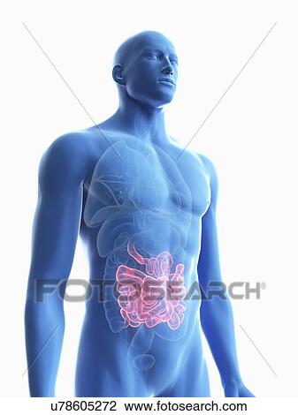 Illustration of a man's small intestine. View Large Photo Image Stock Image - Illustration of a man's small intestine.. Fotosearch