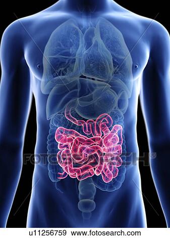 Illustration of a man's small intestine. View Large Photo Image Stock Photo - Illustration of a man's small intestine.. Fotosearch