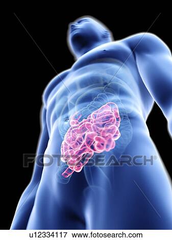 Stock Photo - Illustration of a man's small intestine.. Fotosearch