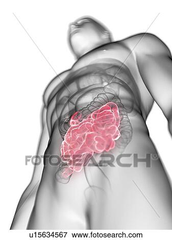 Illustration of a man's small intestine. View Large Photo Image Stock Photo - Illustration of a man's small intestine.. Fotosearch