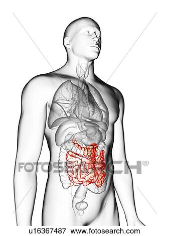 Stock Photo - Illustration of a man's small intestine.. Fotosearch