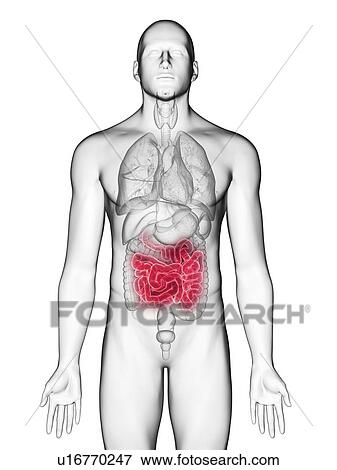 Illustration of a man's small intestine. View Large Photo Image Stock Photo - Illustration of a man's small intestine.. Fotosearch