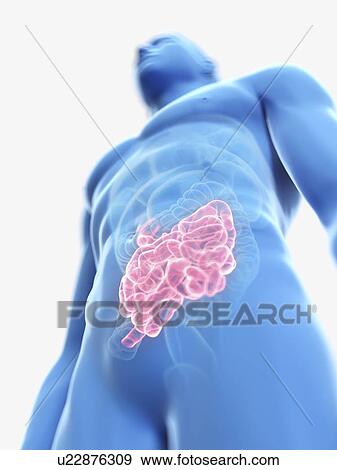 Illustration of a man's small intestine. View Large Photo Image Stock Photo - Illustration of a man's small intestine.. Fotosearch