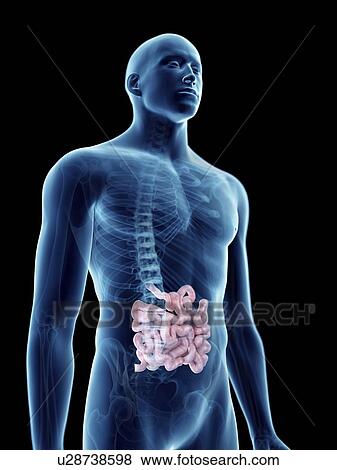 Illustration of a man's small intestine. View Large Photo Image Stock Photo - Illustration of a man's small intestine.. Fotosearch