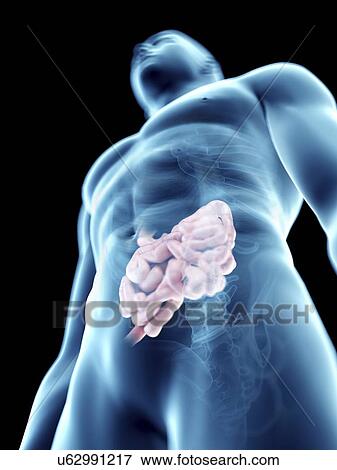 Stock Photo - Illustration of a man's small intestine.. Fotosearch