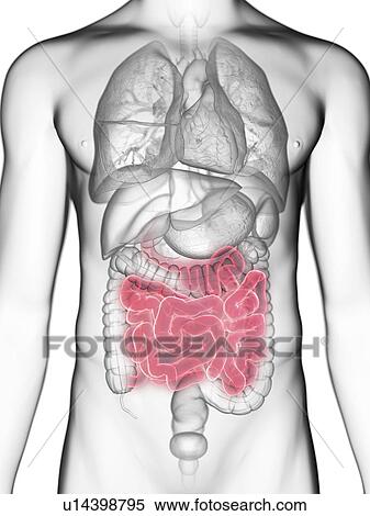 Illustration of a man's small intestine. View Large Photo Image Stock Photography - Illustration of a man's small intestine.. Fotosearch