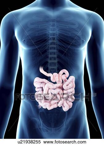 Illustration of a man's small intestine. View Large Photo Image Stock Photography - Illustration of a man's small intestine.. Fotosearch