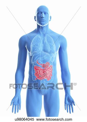 Illustration of a man's small intestine. View Large Photo Image Stock Photography - Illustration of a man's small intestine.. Fotosearch