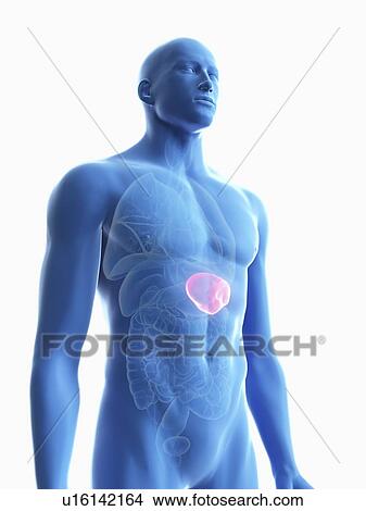 Illustration of a man's spleen. View Large Photo Image Picture - Illustration of a man's spleen.. Fotosearch