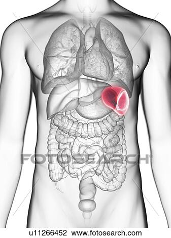 Illustration of a man's spleen. View Large Photo Image Stock Image - Illustration of a man's spleen.. Fotosearch